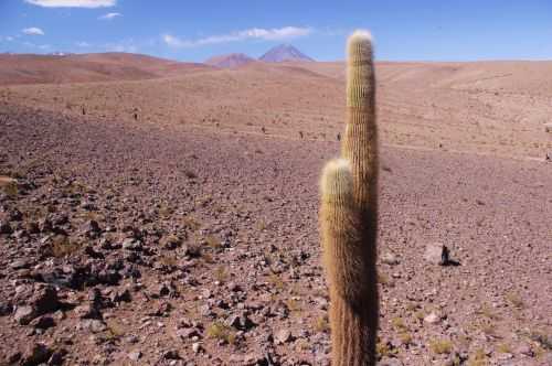 TREKKING NEL DESERTO DI ATACAMA 2015